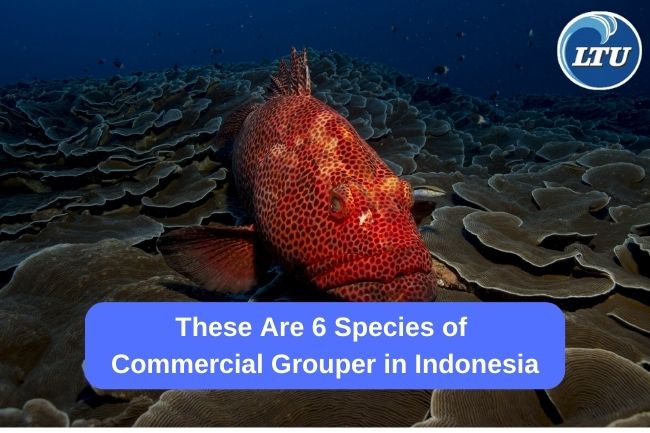 These Are 6 Species of Commercial Grouper in Indonesia